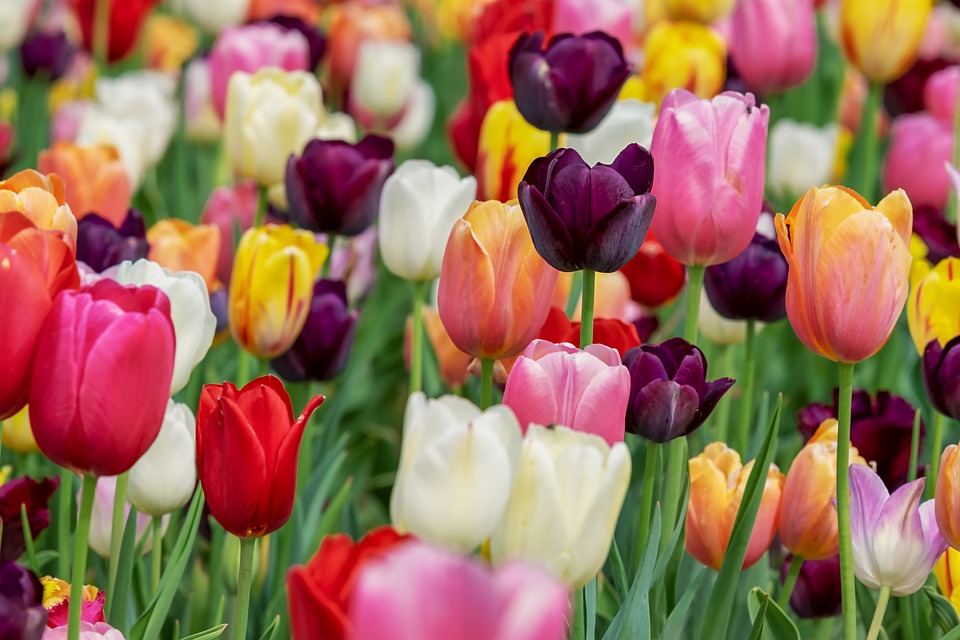 PietaetVonRueden_Tulpe