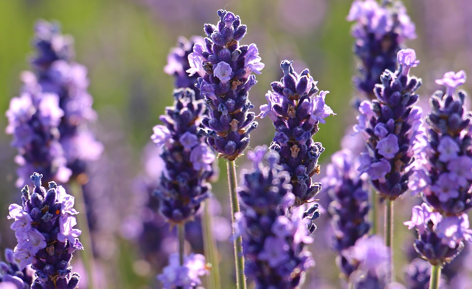 PietaetVonRueden_lavendel
