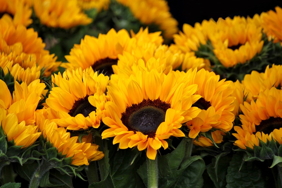 PietaetVonRueden_sonneblume